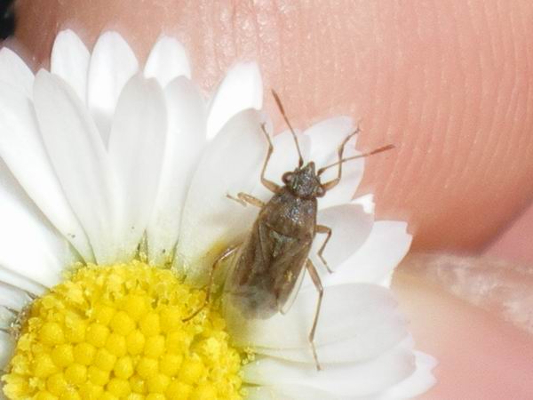 Lygaeidae: Nysius graminicola delle Marche